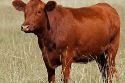 end-times-prophecy-fulfilled-red-heifer-sacrifice-americanvision-org-2025-truth