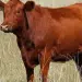 end-times-prophecy-fulfilled-red-heifer-sacrifice-americanvision-org-2025-truth