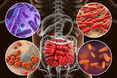 gut-microbiome-newsnetwork-mayoclinic-org-2026-truth